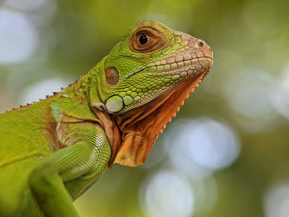Обои