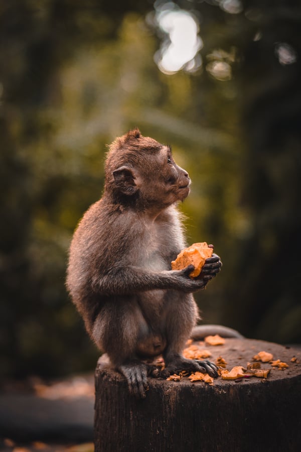 Обои