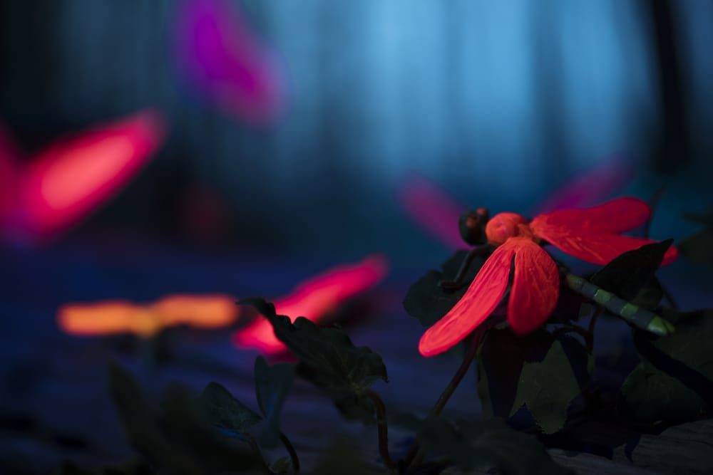 Обои