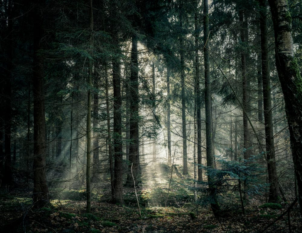 Обои