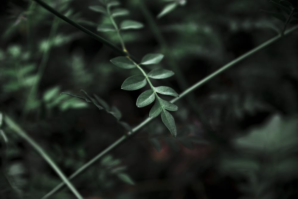 Обои