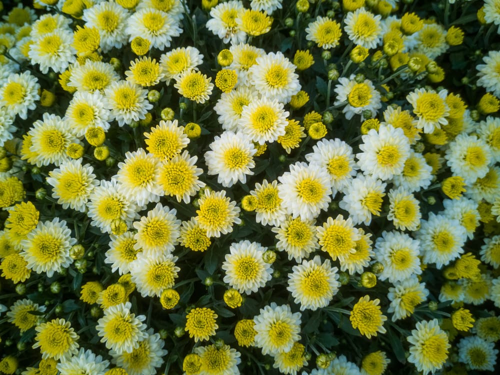 Обои