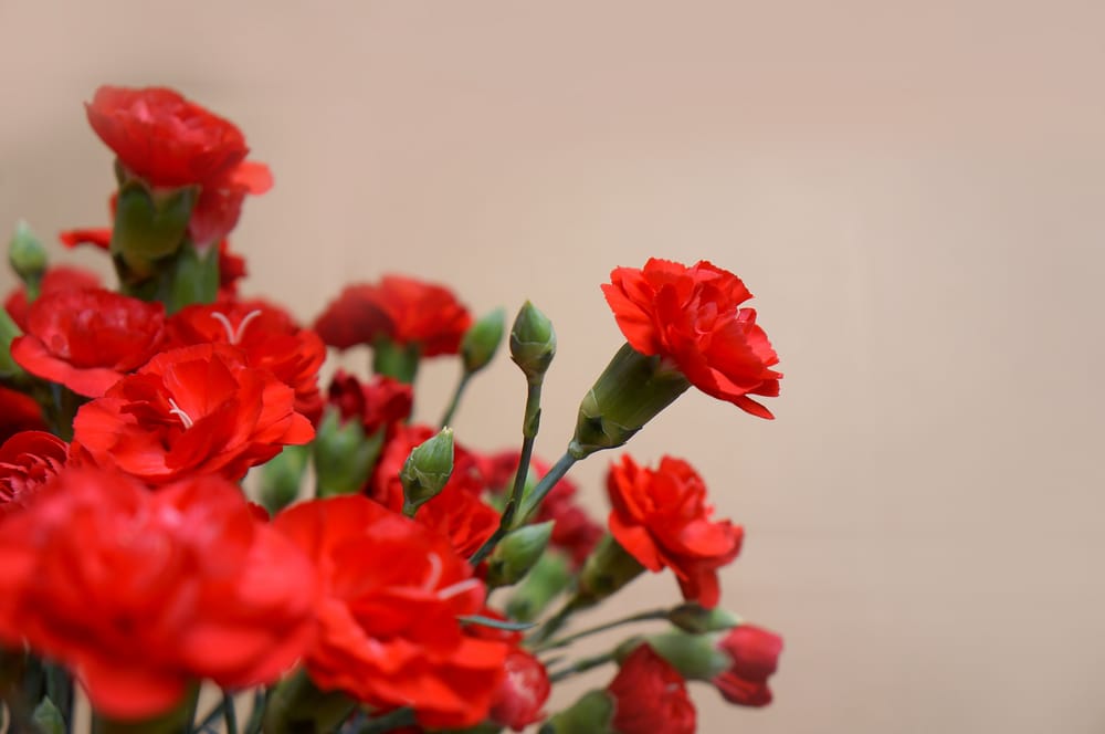 Обои
