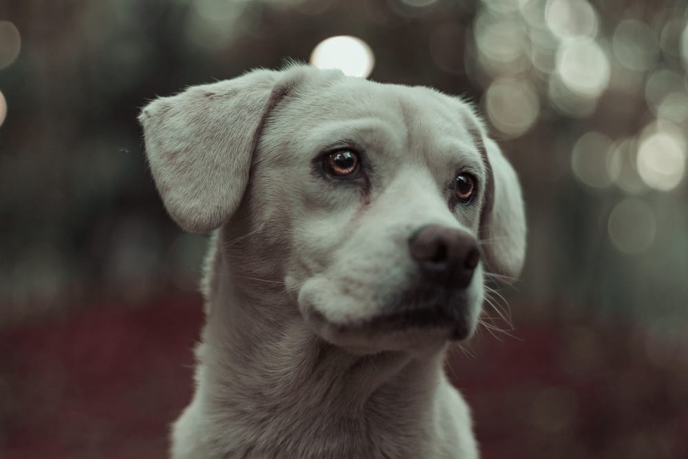 Обои