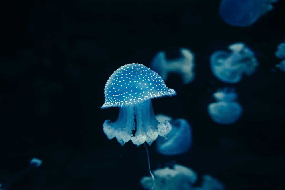 Обои