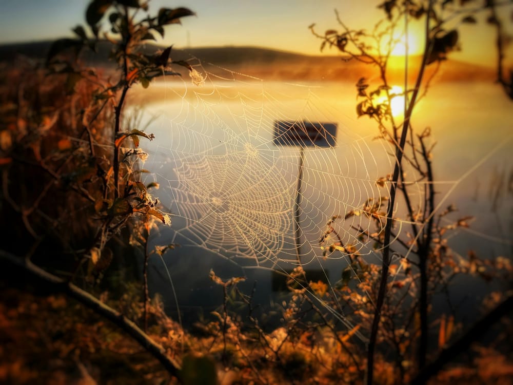 Обои