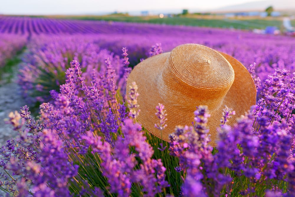 Обои