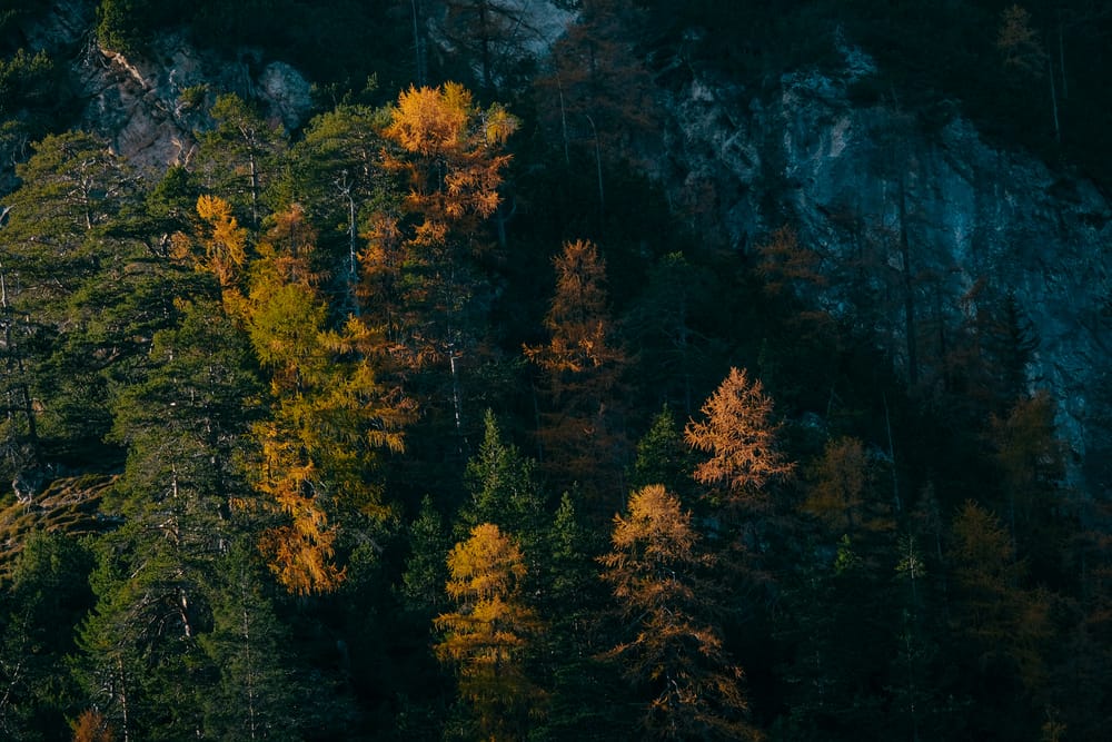Обои
