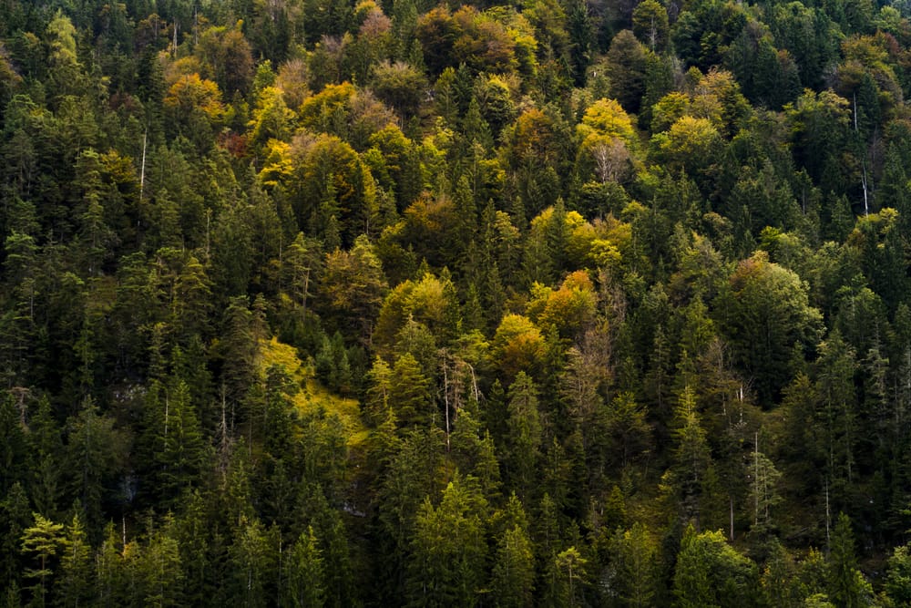 Обои