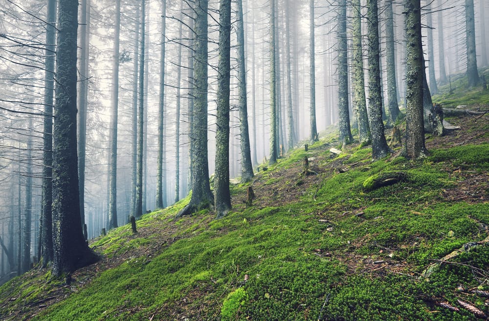 Обои