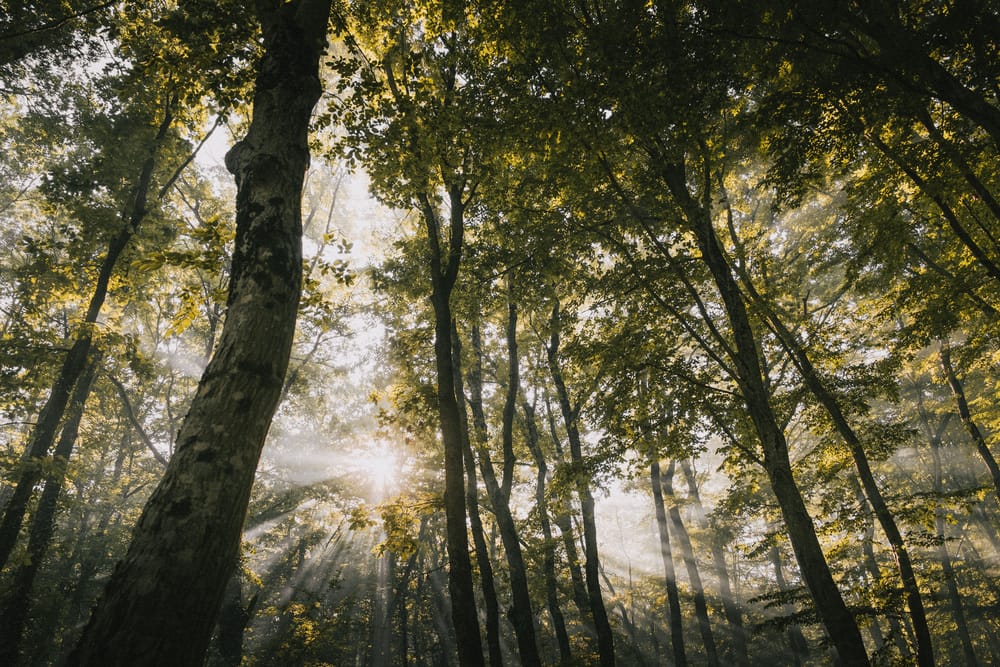 Обои