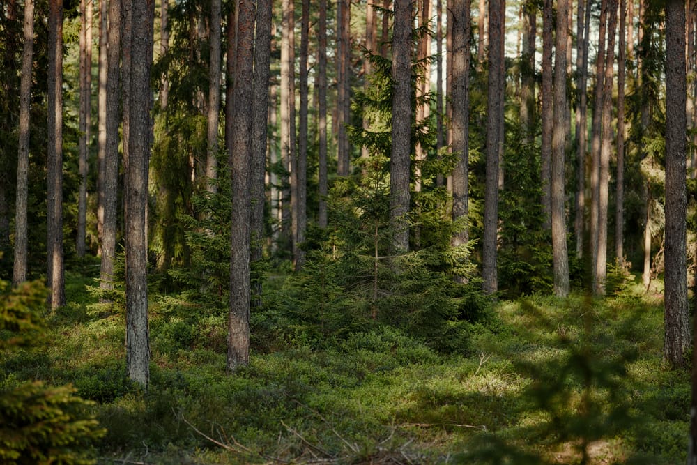 Обои