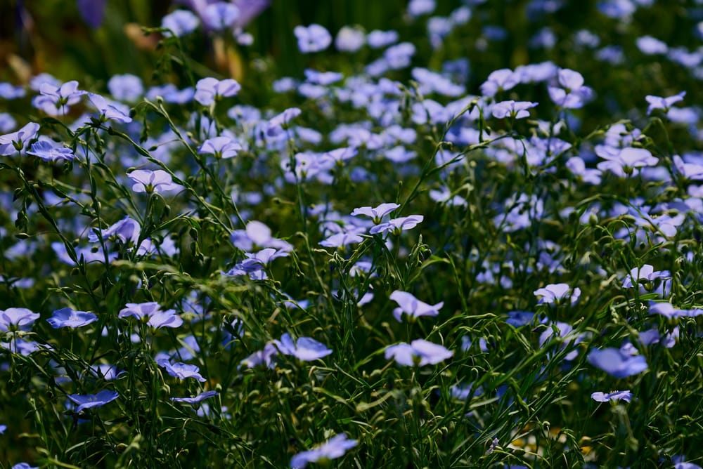 Обои