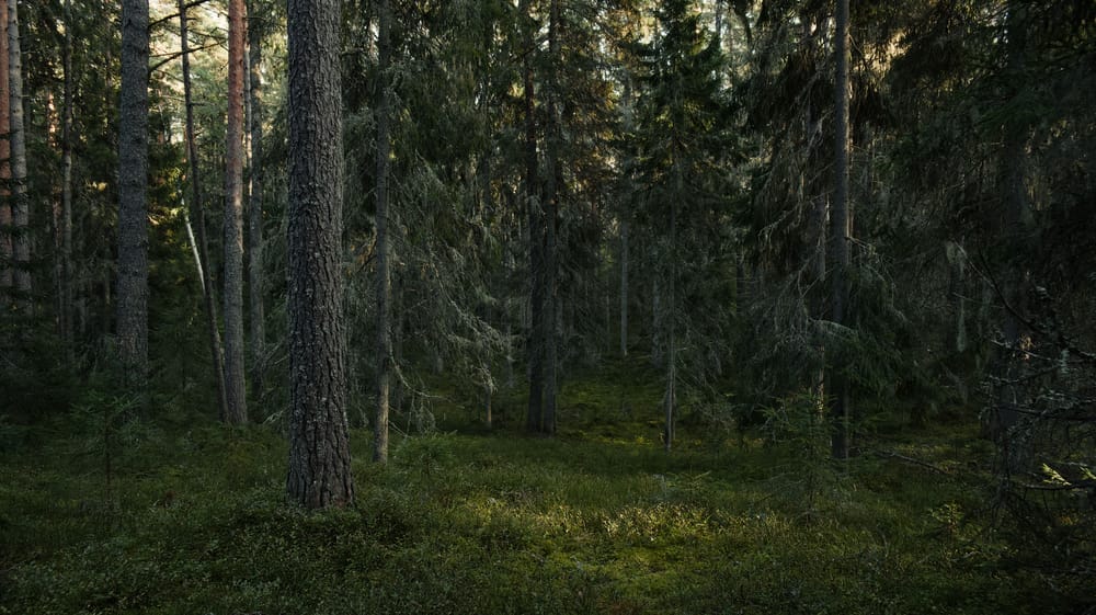 Обои