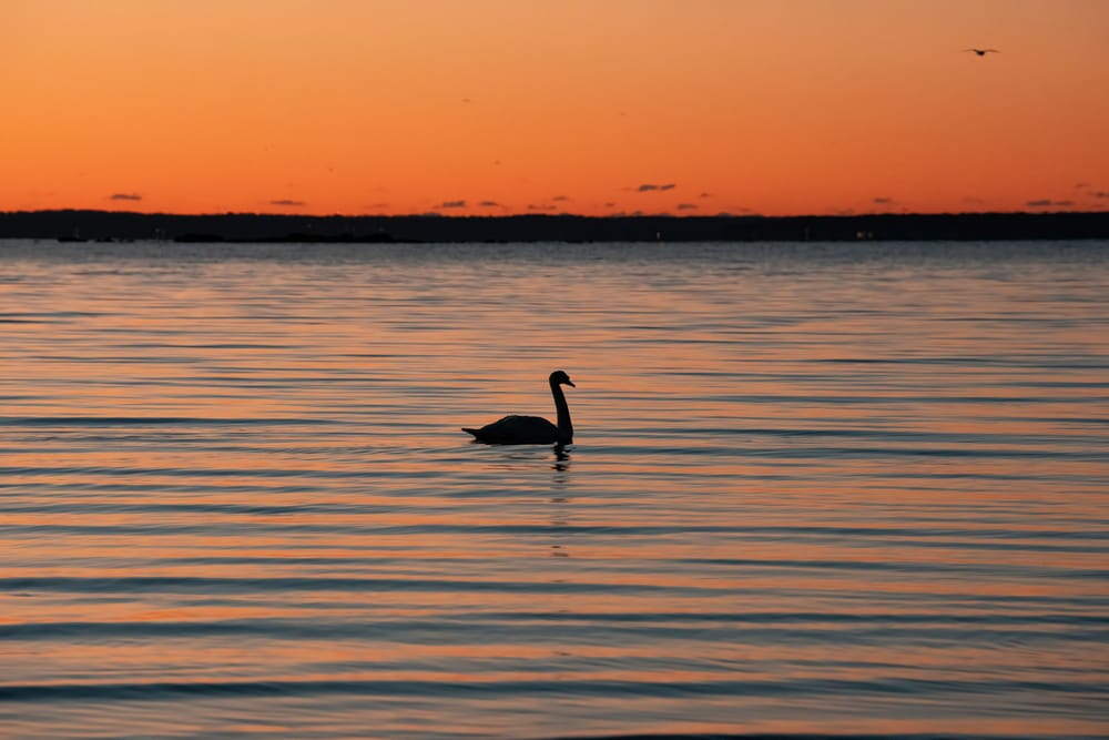 Обои