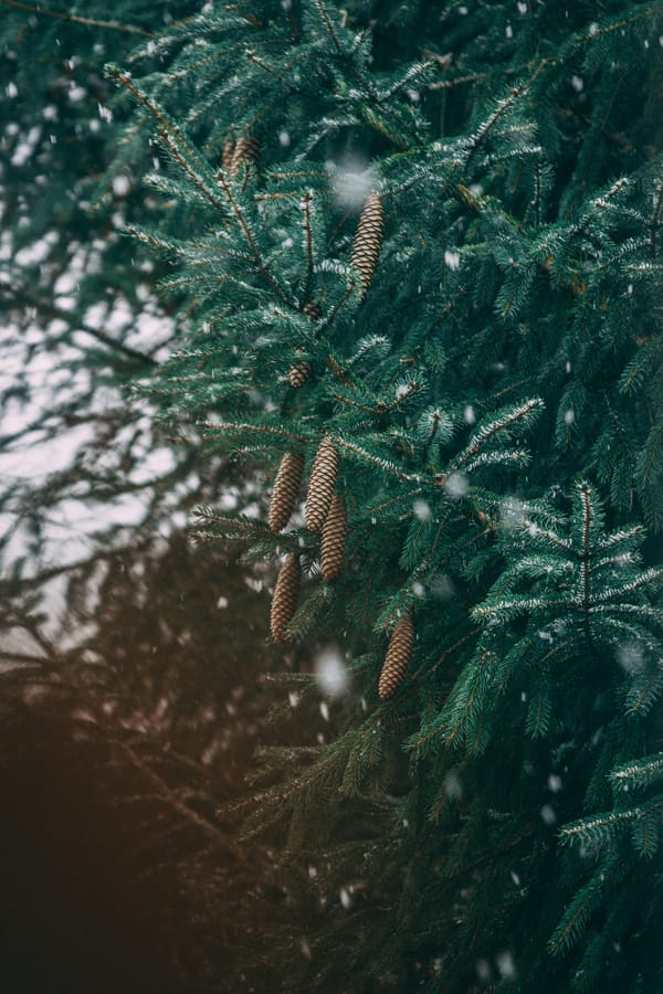 Обои