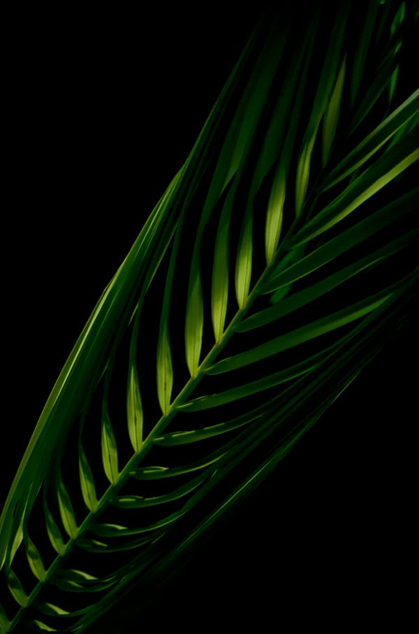 Обои