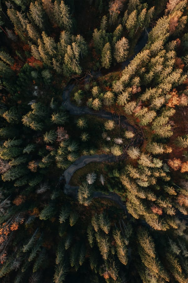 Обои