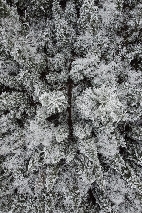 Обои