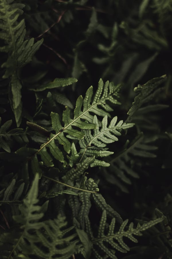 Обои
