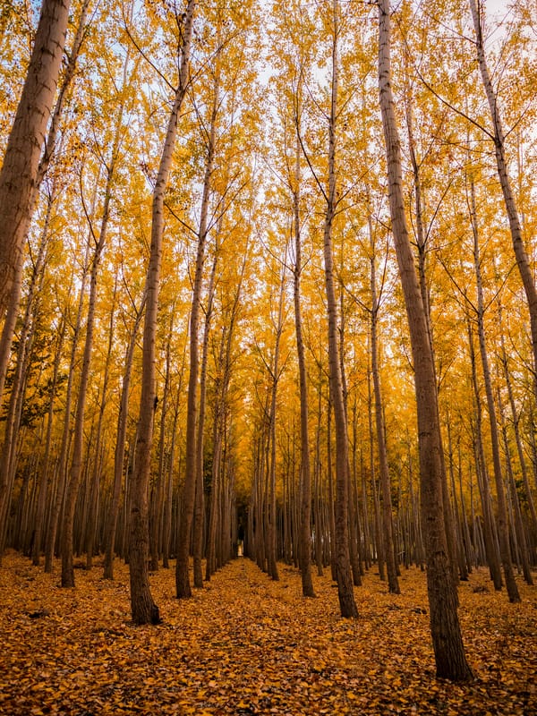 Обои