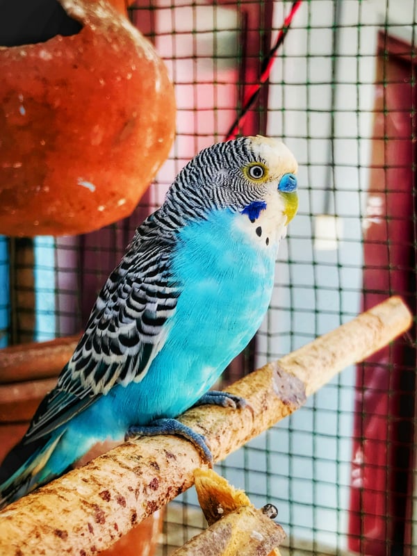 Обои