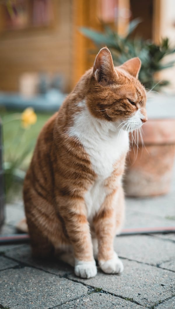 Обои