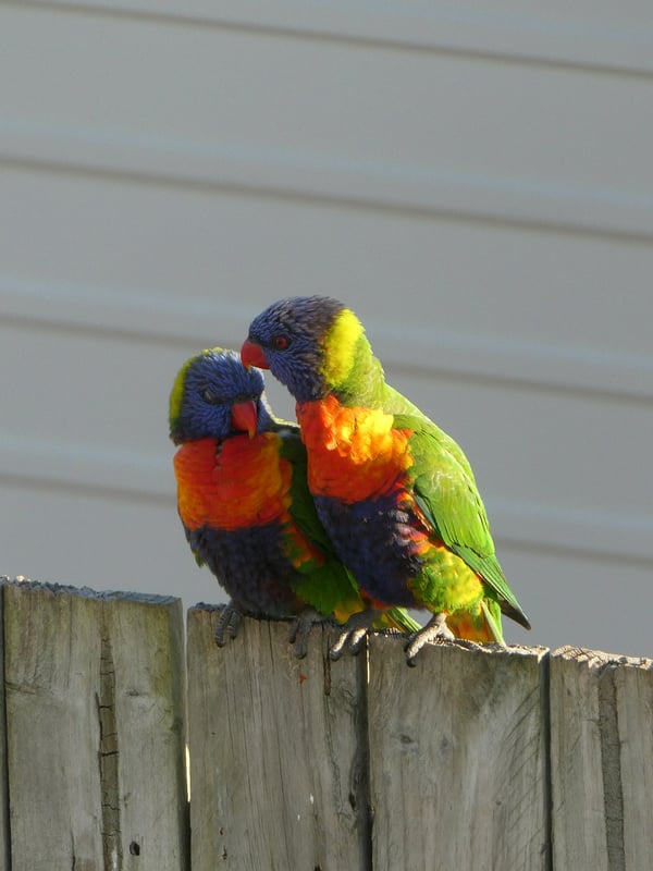 Фото: лори, попугай, радужный, попугай лори, птица, птицы, животное ...