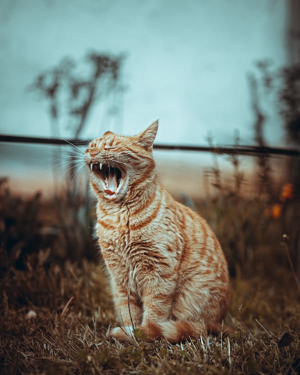 Обои