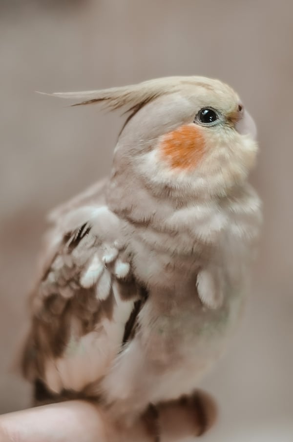 Обои