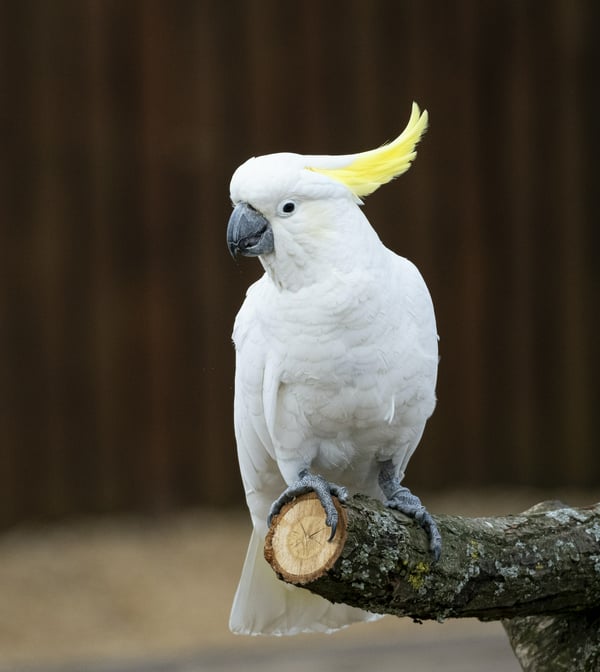 Обои