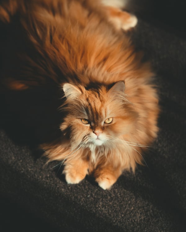 Обои