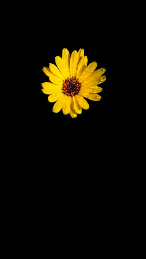 Обои