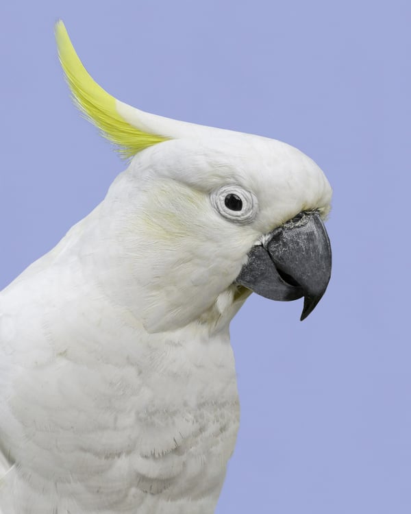 Обои