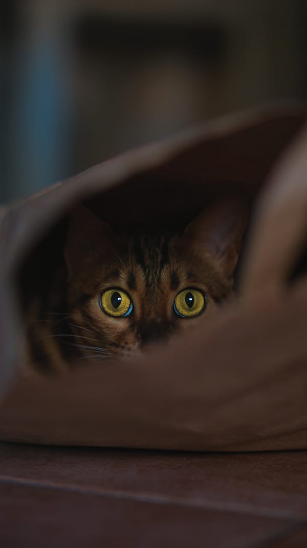 Обои