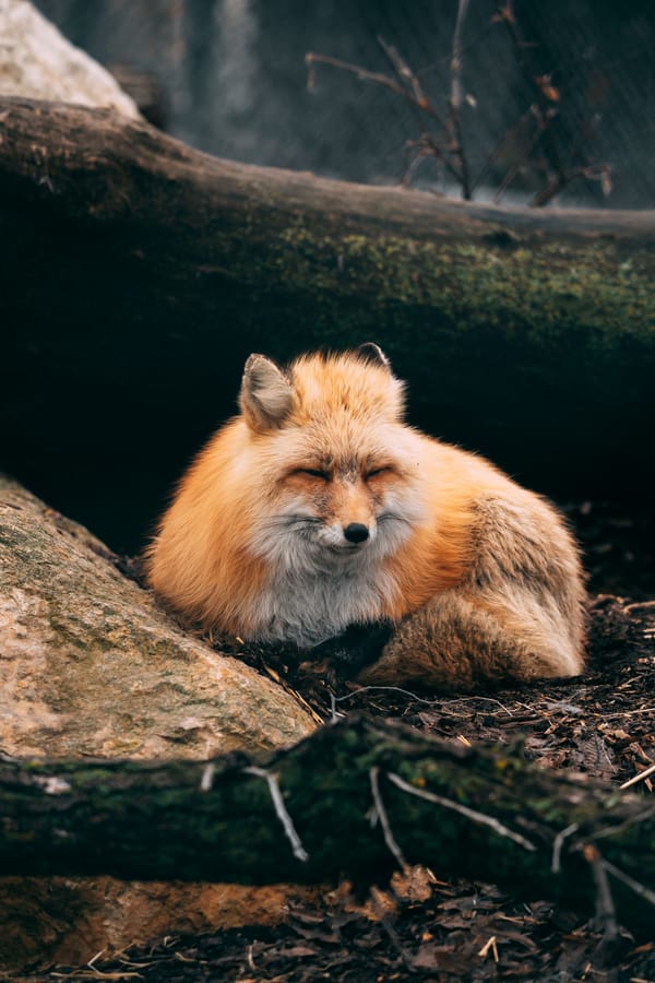Обои