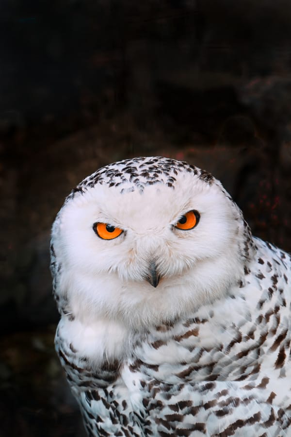 Обои