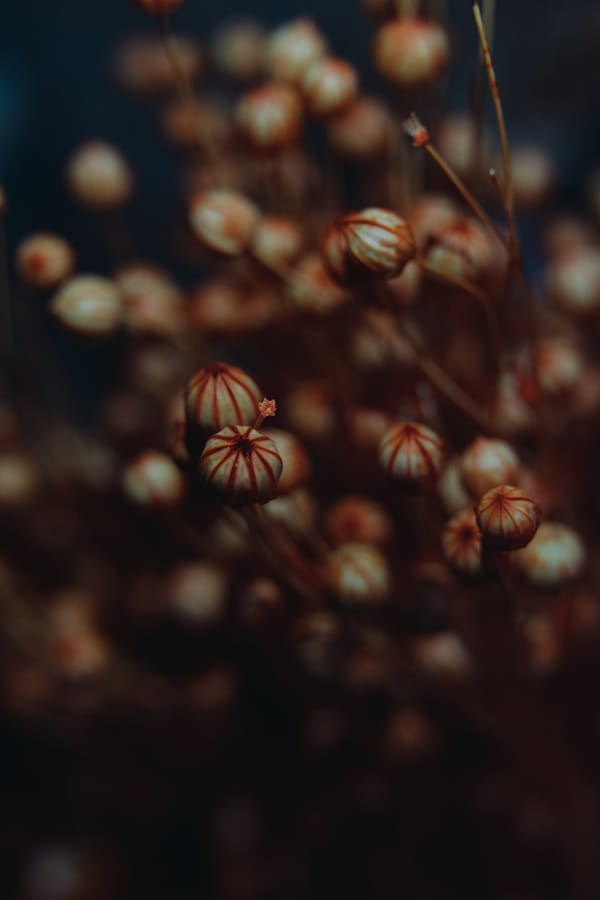 Обои