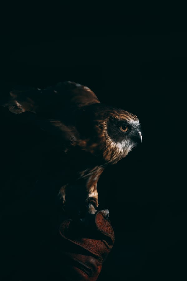 Обои