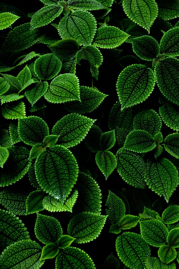 Обои