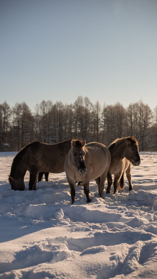 Обои
