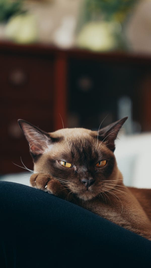 Обои