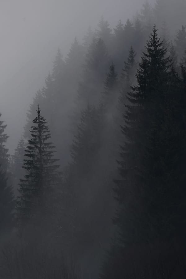 Обои