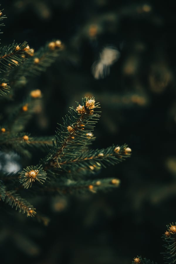 Обои