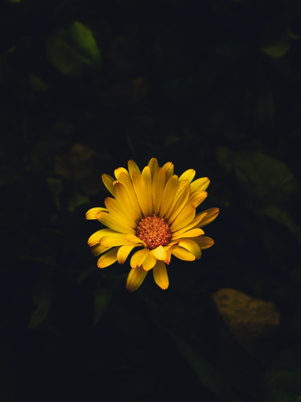 Обои
