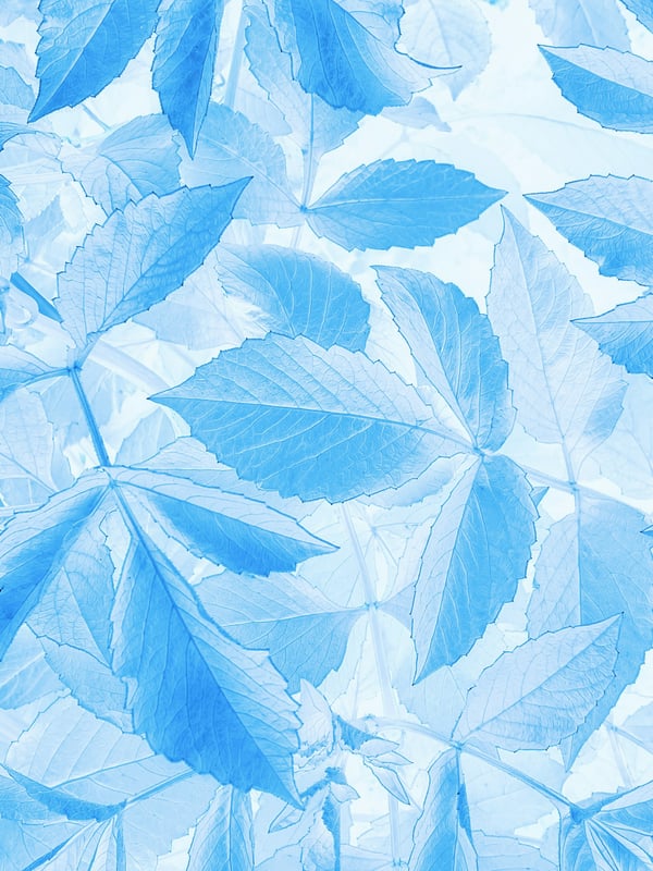 Обои