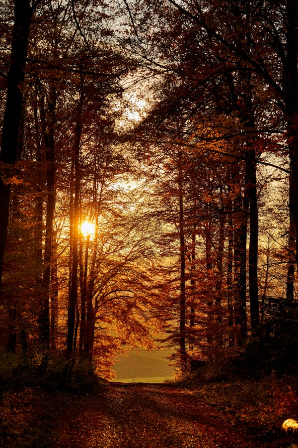 Обои