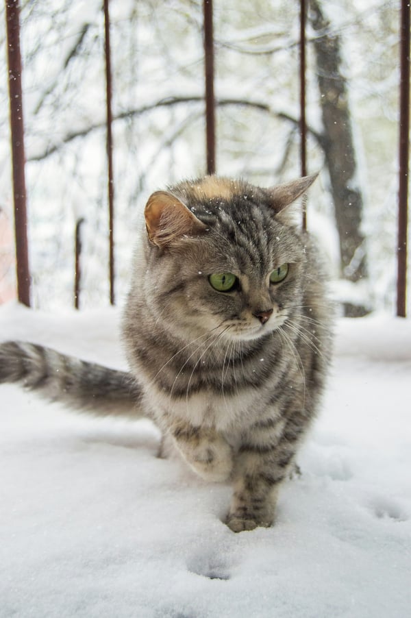 Обои