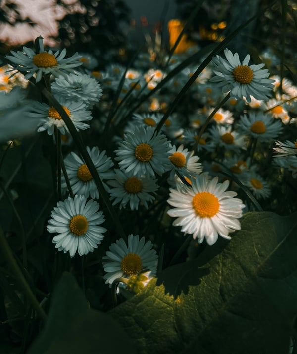 Обои