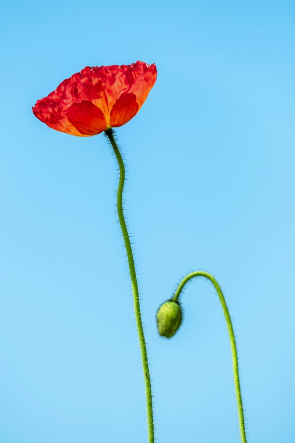 Обои